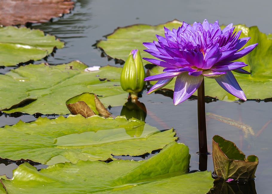 purple lotus flower, flower, water lily, lily pond, purple, plant