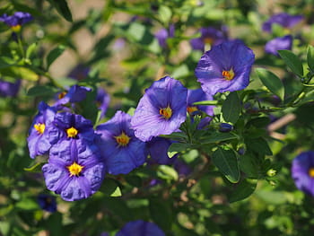 květ, fialový, keř, nachový, modrá fialová, lycianthes rantonnetii, solanum rantonnetii, lycianthes, nachtschattengewächs, solanaceae, okrasné rostliny