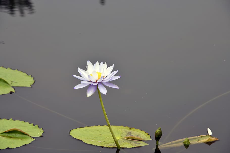 lotus, půlkruh, Příroda, lekníny