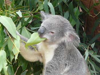 koala jíst listí, koala, Austrálie, zoo, vačnatec, volně žijících živočichů, strom, eukalyptu, medvěd, savec, roztomilý