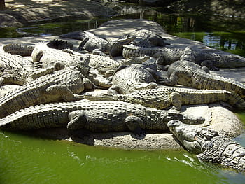 krokodýli, Příroda, plaz, nebezpečný, volně žijících živočichů, aligátor, zoo, krokodýl, zvíře, nebezpečí