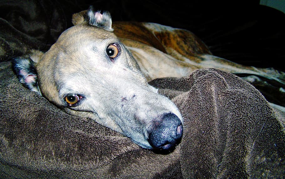 adult brindle greyhound, lying, black, textile, dog, animal, greyhound, canine, mammal, hound