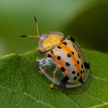 foto makro, terlihat, bug perisai, daun, serangga, kumbang kecil, close-up, sayap, bug