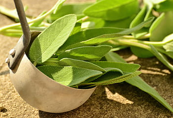 green leafed plants, sage, herbs, culinary herbs, healthy, tea herbs, bless you, herbal plant, garden plant, healing, medicinal herbs