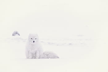 snow fox, snow, winter, white, cold, weather, ice, nature, arctic, animal, bear