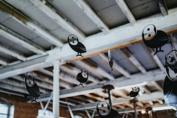 hitam, plastik, burung hantu, burung, gantung, langit-langit, Sedikit