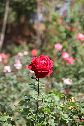 leash, chiang mai thailand, the following heavy phuping palace, flowers, nature, fresh flowers, flower garden, garden, outdoor, magnificent, colorful