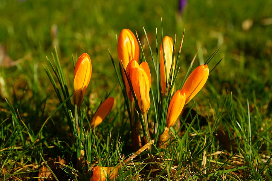 close-up photo, orange, petaled flowers, green, grass, nature, flower, plant, spring, early bloomer, yellow