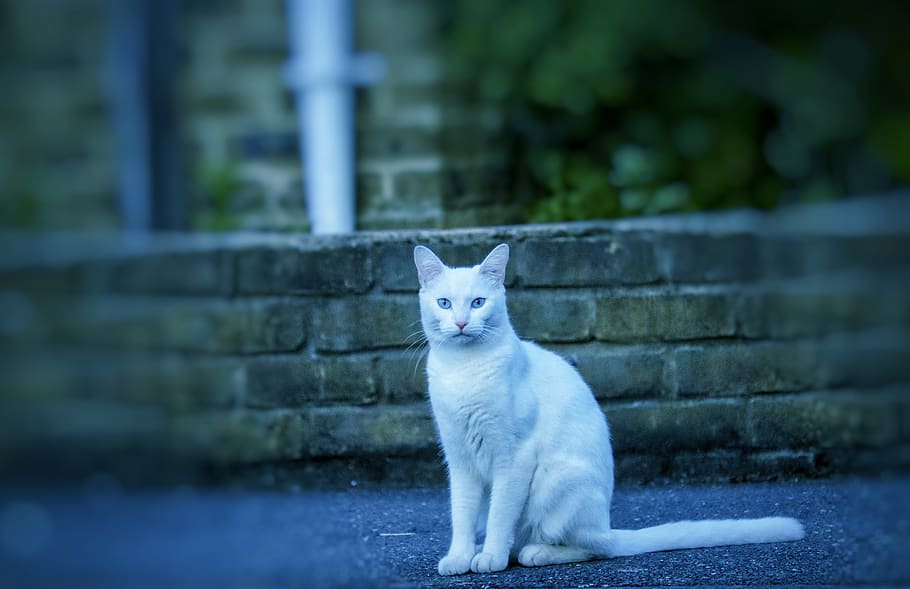 van cat, feline, kitty, furry, white, animal, cute, expression, ears