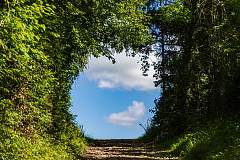 trecere, rază de speranță, departe, natură, pădure, producție, alee, ușoară, deschidere