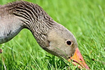 detailní fotografie, hnědý, kachna, greylag goose, divoká husa, husa, drůbež, vodní pták, peří, stěhovavých ptáků, Pírko