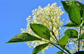 vista dal basso, bianca, fiori petalo, Sambuco, Fiore di sambuco, pennello titolare, sambuco nero, bacche di sambuco, titolare, Holler, frutti di bosco