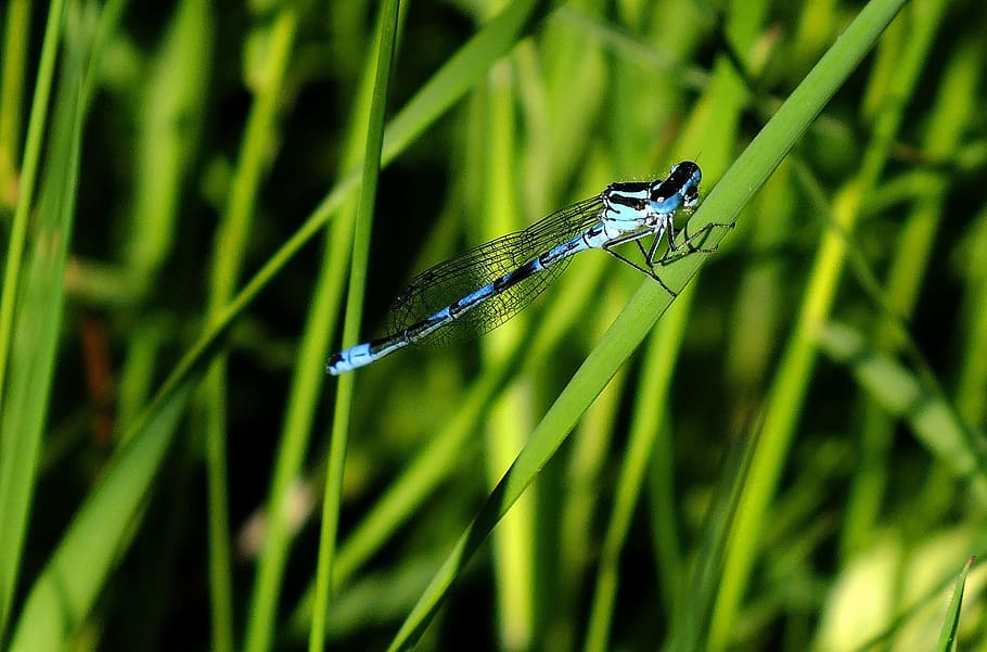 modrý, poněkud, hmyz, Chyba, Příroda, modré damselfly, volně žijících živočichů, makro, tráva, divoký, stvoření