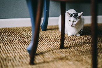 黒、 白、 猫、 床、 テーブル、 黒と白、 白猫、 ペット、 動物、 カーペット、 座って