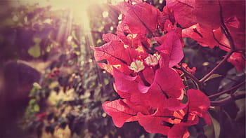 detailní, fotografování, kvetoucí, růžový, popínavé květiny, zavřít, fotografie, bougainvillea, květiny, listy, zeleň