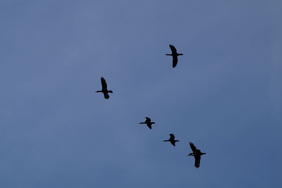 geese, formation, wild geese, migratory birds, flying, swarm, birds, flock of birds, sky, formation flight