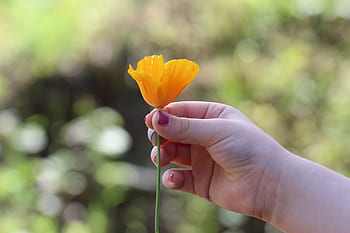 hand, flower, yellow, petal, plant, bokeh