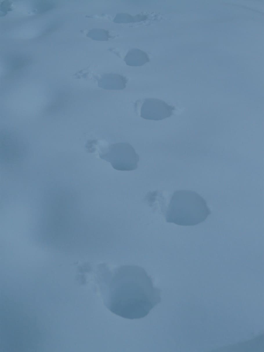 snow lane, trace, snow, trudge, cold, winter, reprint, track