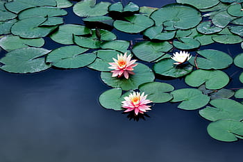 lekníny, voda, letní, lotus, vodní rostliny, zahrada, buddhismus, rybník