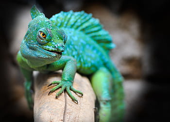 selective, focus photography, green, chameleon, reptile, eskilstuna, exotic, lizard, photoshop, green lizard, zoo