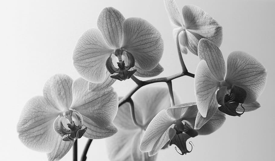grayscale photography, flowers, orchis, violet, blooming, orchid, nature, plant, flower room, the petals, closeup