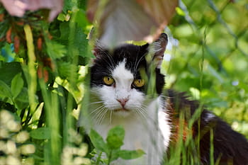 tuxedo cat, cat, domestic cat, mieze, cat face, cat's eyes, animal, cat portrait, grass, view, dear