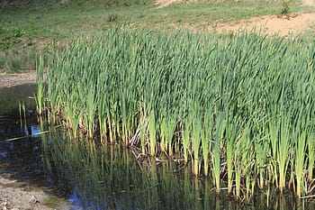 bulrushes, green, invasive, lake, latifolia, pond, typha, water, weeds, plants