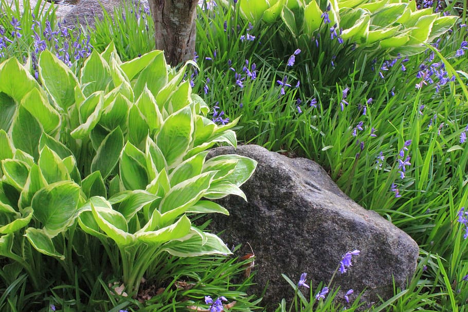 flóra, list, Příroda, květ, tráva, hosta, zvonky, jaro