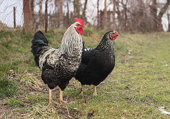 two, black, white-and-black rooster, standing, grass, chicken, prejudices, kura, corydalis, bird, hen