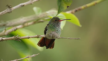 fauna, Natura, Indie, quindio, ten, jedno zwierzę, ptak, zwierzęta na wolności, tematy zwierzęce, koliber, zwierzęca przyroda