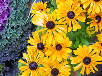 flowers, nature, blossoms, leaves, bed, field, stems, stalk, yellow, petals, outdoors