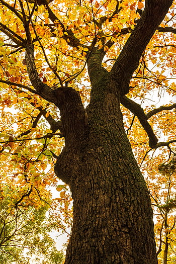 and thu, autumn, autumn leaves, the leaves, yellow, all these years, memory, leaves, sf, korea, walk