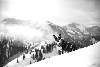 fotografie ve stupních šedi, Pes, sníh, strom, hora, vysočina, mrak, nebe, summitu, hřbet, krajina