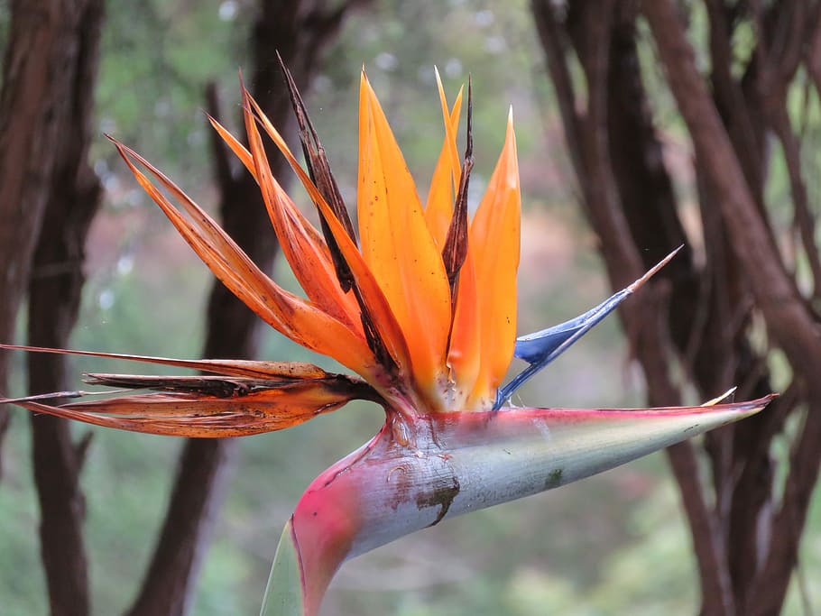 نبات الببغاء، زهرة الببغاء، نبات، بساتين الفاكهة strelitzia، caudata، زهرة، طبيعة، يوم، لا يوجد ناس، نضارة، في الهواء الطلق