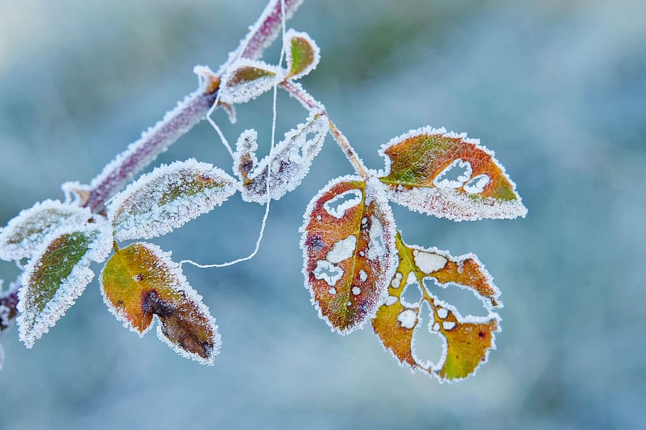 hoarfrost, frost, leaf, autumn, wintry, crystals, branch, cold, trees, frozen, colorful