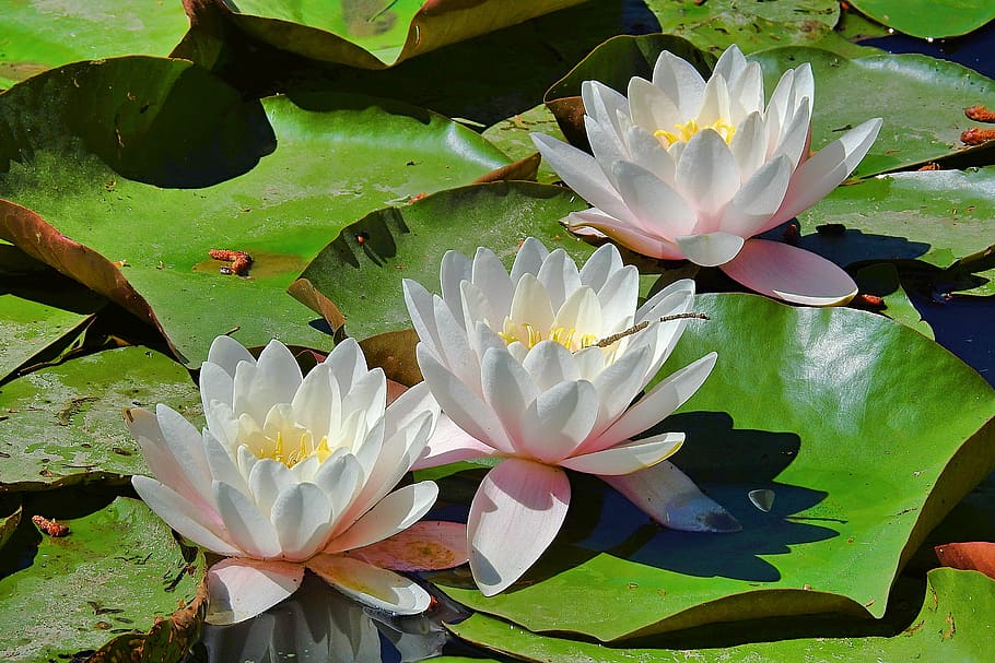 water lilies, the beauty of nature, flower water