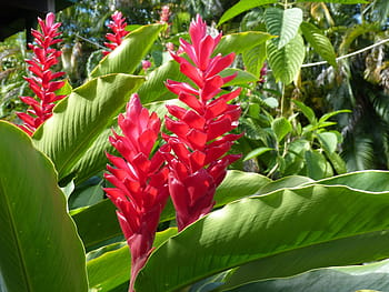 foto, campo, rosso, fiori di bromelia, bromeliad, fiori, heliconia, fiore, fiorire, fioritura, tropici