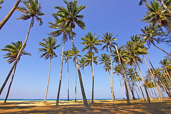 Kokosnuss, Baum, Natur, Pflanze, Grün, Blätter, Strand, Blau, Ozean, Meer, Wasser
