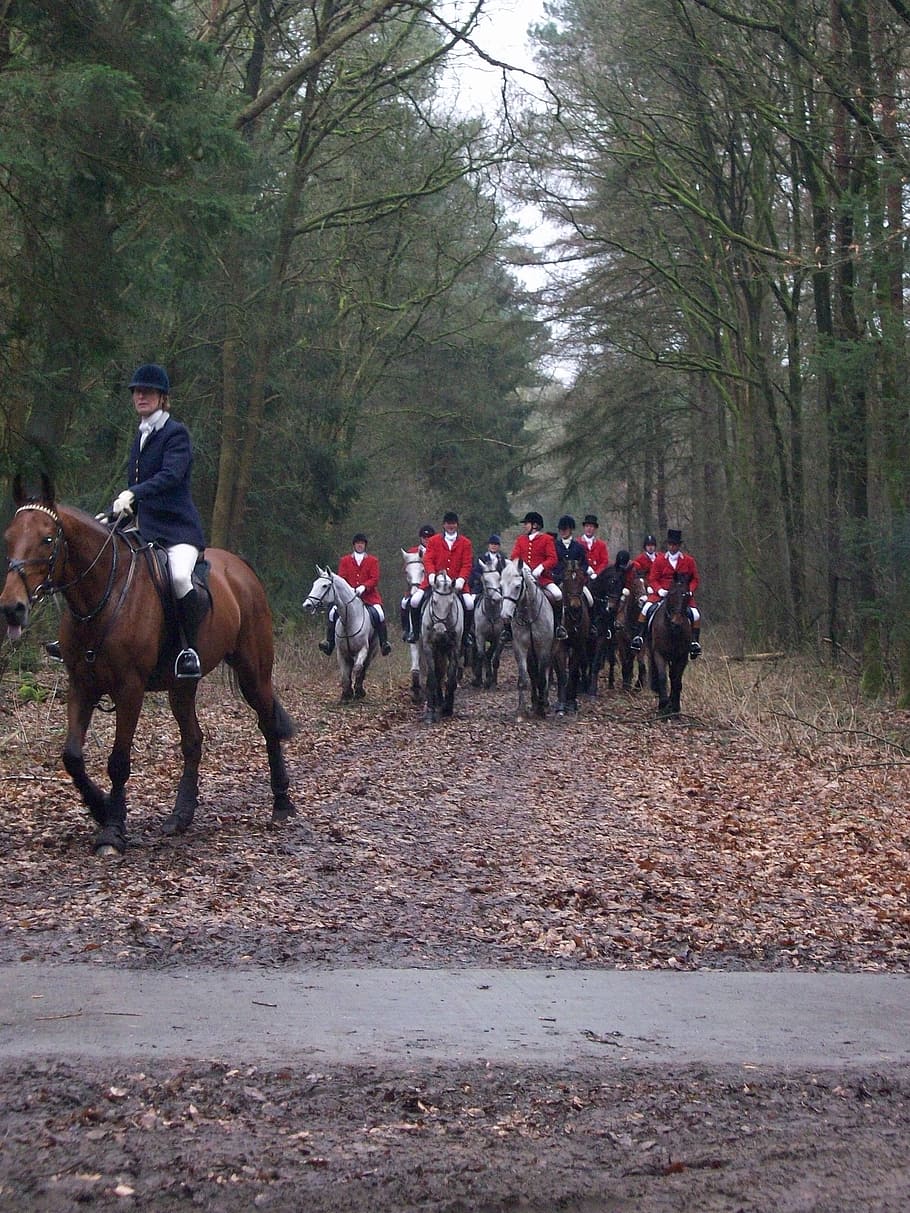 horses, hunting, forest, autumn, dogs, drag, red jackets, men, rider, riders, horse