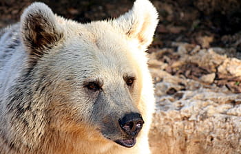 hvid bjørn, bære, grizzly, dyreliv, Brun, vild, pattedyr, pels, rovdyr, alaska, ødemark