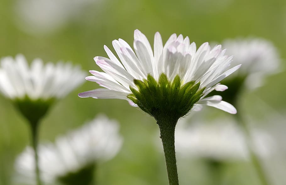 ヒナギク、 花、 野獣、 白、 草原、 ズーム、 マクロ、 下から、 花びら、 植物、 繊細さ