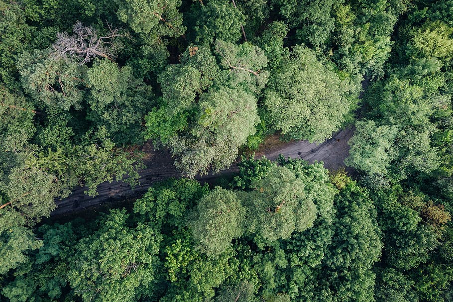 tree, with drone, in advance, view from above, forest, drone, nature, landscape, air