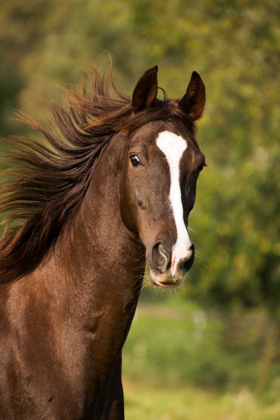 mělký, zaostřovací fotografie, hnědý, bílý, kůň, americký saddlebred, portrét, srst, hříva