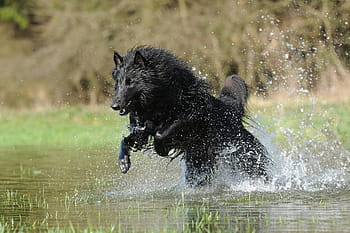 black, wolf, running, river, belgian shepherd dog, water, dog, cooling, motion recording, drop of water, animal