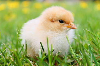 bianca, pulcino, verde, erba, pulcini, piuma, pollo, piume, giallo, agricoltura, uccello