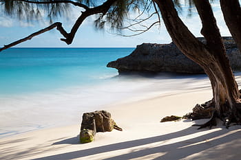 trees, rock formation, ocean water, daytime, tree, seashore, day, time, tropical, sand, ocean