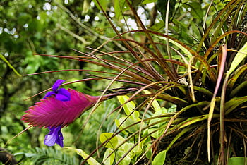 exotic flower, tillandsia, bromeliad, amazonie