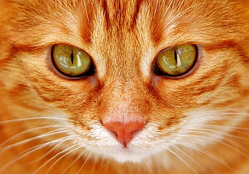 orange Tabbykatze, Katze, Augen, Katzenaugen, Gesicht, Tiger, Makrele, rote Katze, Süss, Kätzchen, Hauskatze