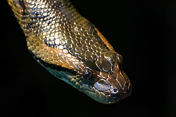 python, snake, reptile, green, toxic, scale, animal world, constrictor, animal, terrarium, nature