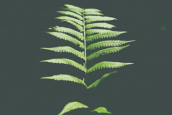 pianta di felce, felce, pianta, grigio, sfondo, verde, foglia, buio, colore verde, crescita, avvicinamento